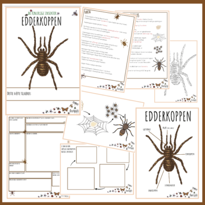finurlige insekter og smådyr - Edderkoppen