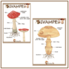 Svampens Livscyklus - Plakat