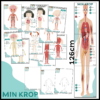 Inviter børnene til at få kendskab til egen krop, egne systemer og hvordan kroppen egentlig virker med vores finurligt visualiserede pakke om kroppens indre og kroppens systemer.