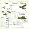 finurlige insekter og smådyr - Græshoppen