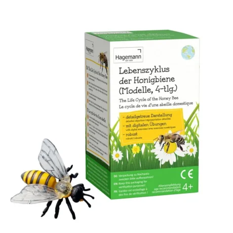 Livscyklus: Fra æg til bi - Honningbi - 4 dele