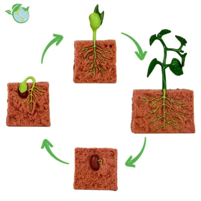 Livscyklus: Fra frø til plante - Bønneplante - 4 dele