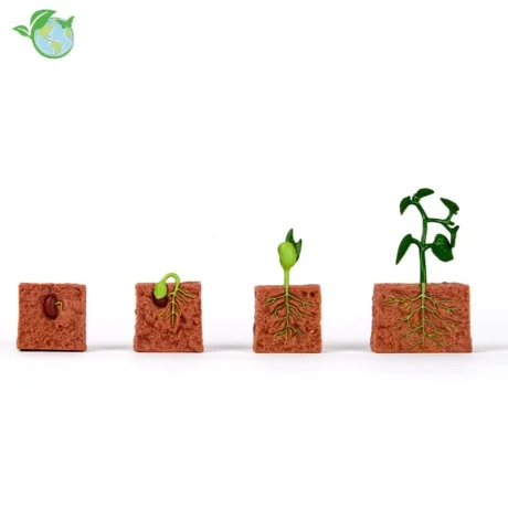 Livscyklus: Fra frø til plante - Bønneplante - 4 dele