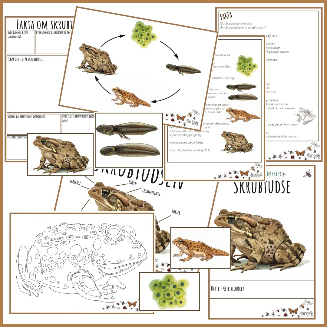 finurlige insekter og smådyr - Skrubtudsen finurlige insekter og smådyr - Skrubtudsen