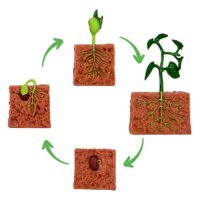 Livscyklus: Fra frø til plante – Bønneplante – 4 dele
