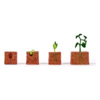Livscyklus: Fra frø til plante – Bønneplante – 4 dele