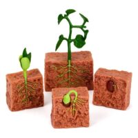Livscyklus: Fra frø til plante – Bønneplante – 4 dele
