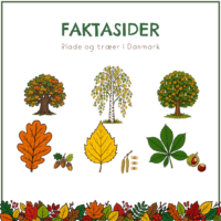 Forside til faktasiderne med tre træer og tre blade med deres frugter under overskriften Blade og træer i Danmark