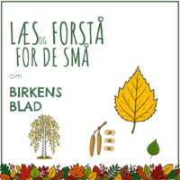 Forside til hæftet om birkens blad med et spidst birkeblad, et birketræ med hvid bark og små vingefrugter