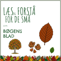Forside til hæftet om bøgens blad med et stort brunt bøgeblad, et efterårsfarvet bøgetræ og bog i piggede skåle