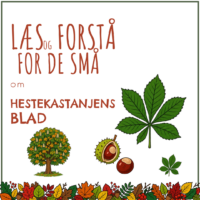 Forside til hæftet om hestekastanjens blad med småblade som en åben hånd, træet og en kastanje i kapsel
