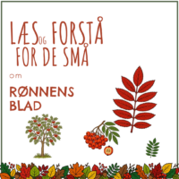 Forside til hæftet om rønnens blad med mange smalle småblade, et lille rønnetræ og røde rønnebær i klase