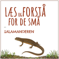 Forsiden til LæsogForstå - for de små om salamanderen med en tegning af dyret ved søens bred