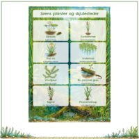 Et kig i plakaten Søens planter og skjulesteder fra emnepakken Søen og søens dyr