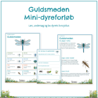 Forsiden til mini-dyreforløbet om guldsmeden med forløbets seks elevsider bagved