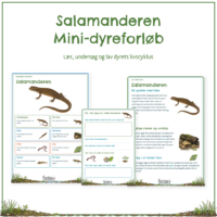 Forsiden til mini-dyreforløbet om salamanderen med forløbets seks elevsider bagved
