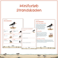 Forsiden til miniforløbet om strandskaden med forløbets elevsider bagved