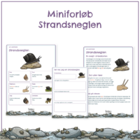Forsiden til miniforløbet om strandsneglen med forløbets elevsider bagved