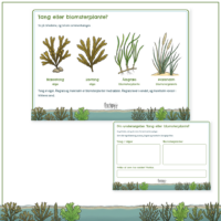 Modellen tang eller blomsterplante og den åbne undersøgelsesside under den